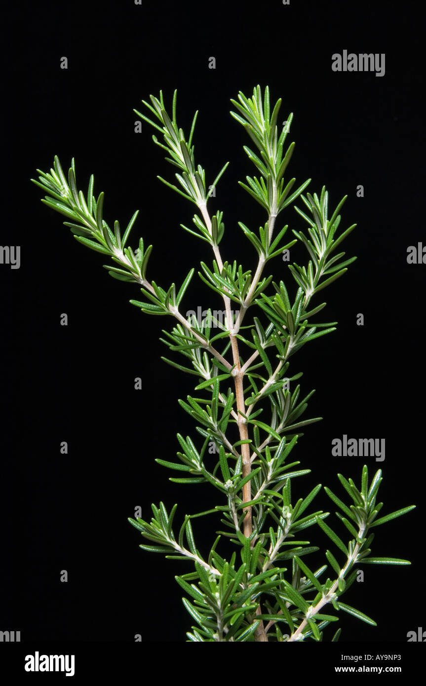 Arbusto di rosmarino Artificiale, su Stelo, 20cm - Rosmarino Decorativo/Erba aromatica