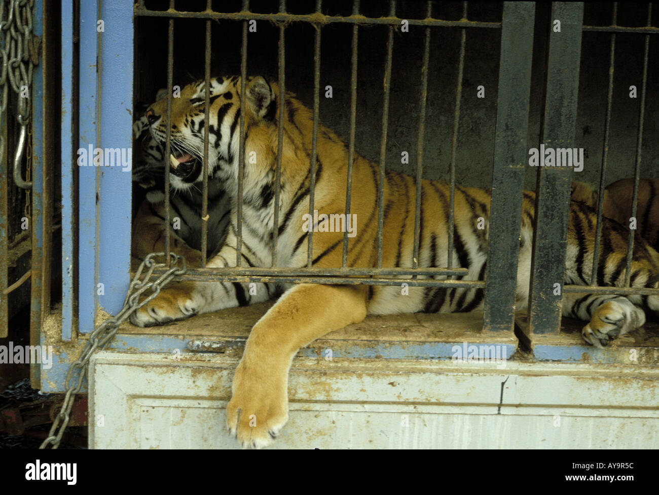 Tiger in einem Kaefig Foto Stock
