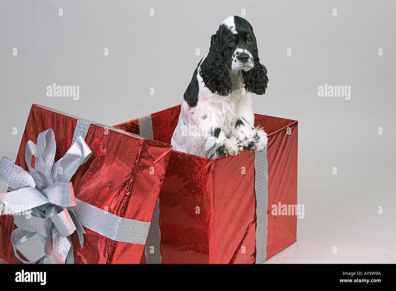 Bianco e nero cocker spaniel cane in una grande confezione regalo rossa  contro uno sfondo neutro Foto stock - Alamy