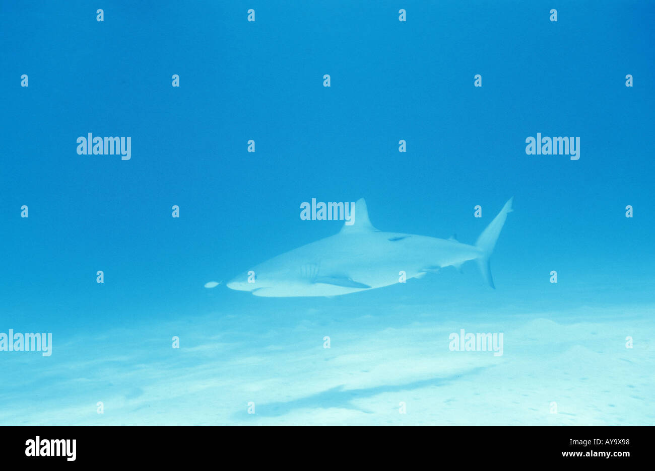Haifisch Grauer Riffhai Carcharhinus amblyrhynchos Foto Stock