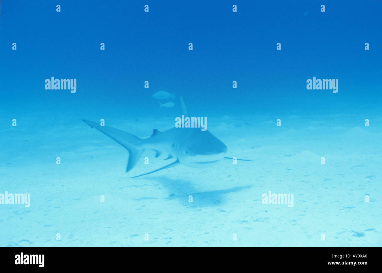 Haifisch Grauer Riffhai Carcharhinus amblyrhynchos Foto Stock