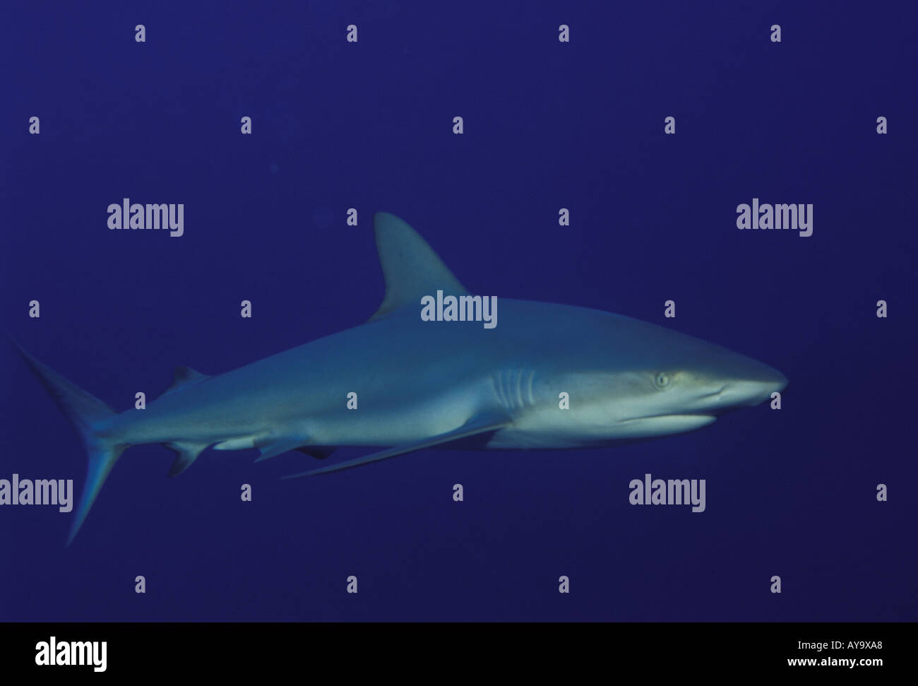 Haifisch Grauer Riffhai Carcharhinus amblyrhynchos Foto Stock