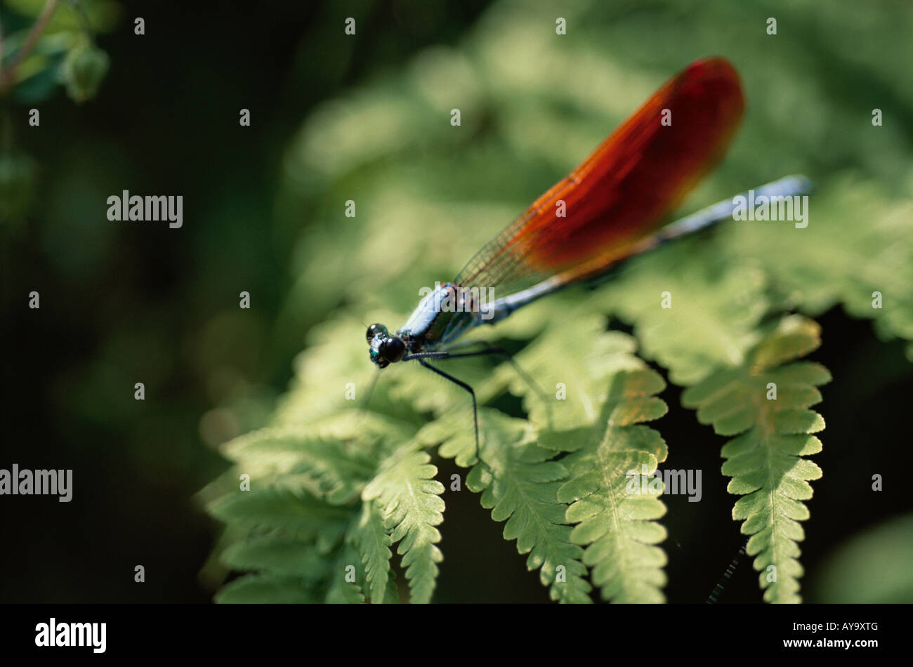 Libellula su foglia di felce Foto Stock Libellula su foglia di felce Foto Stock