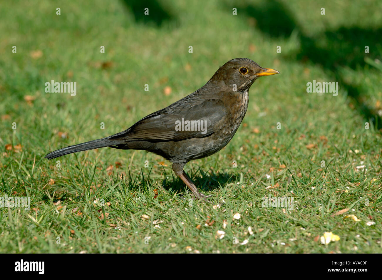 Gallina femmina blackbird con birdfood su un giardino prato in primavera Foto Stock