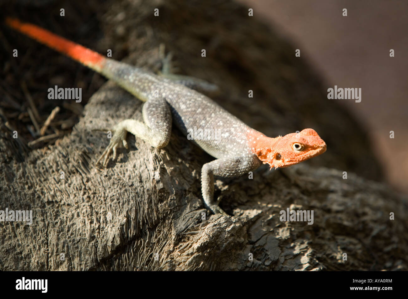 Africa, animali animali, orizzontale, formato, maschio, Namibia, altri animali, reptils, singolo animale, namibiana, Namib Foto Stock