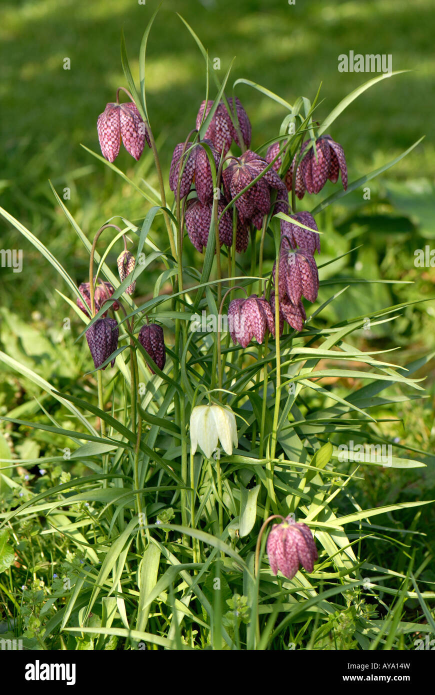 Testa di serpenti fritillary Fritillaria meleagris fioritura in un piccolo gruppo Foto Stock