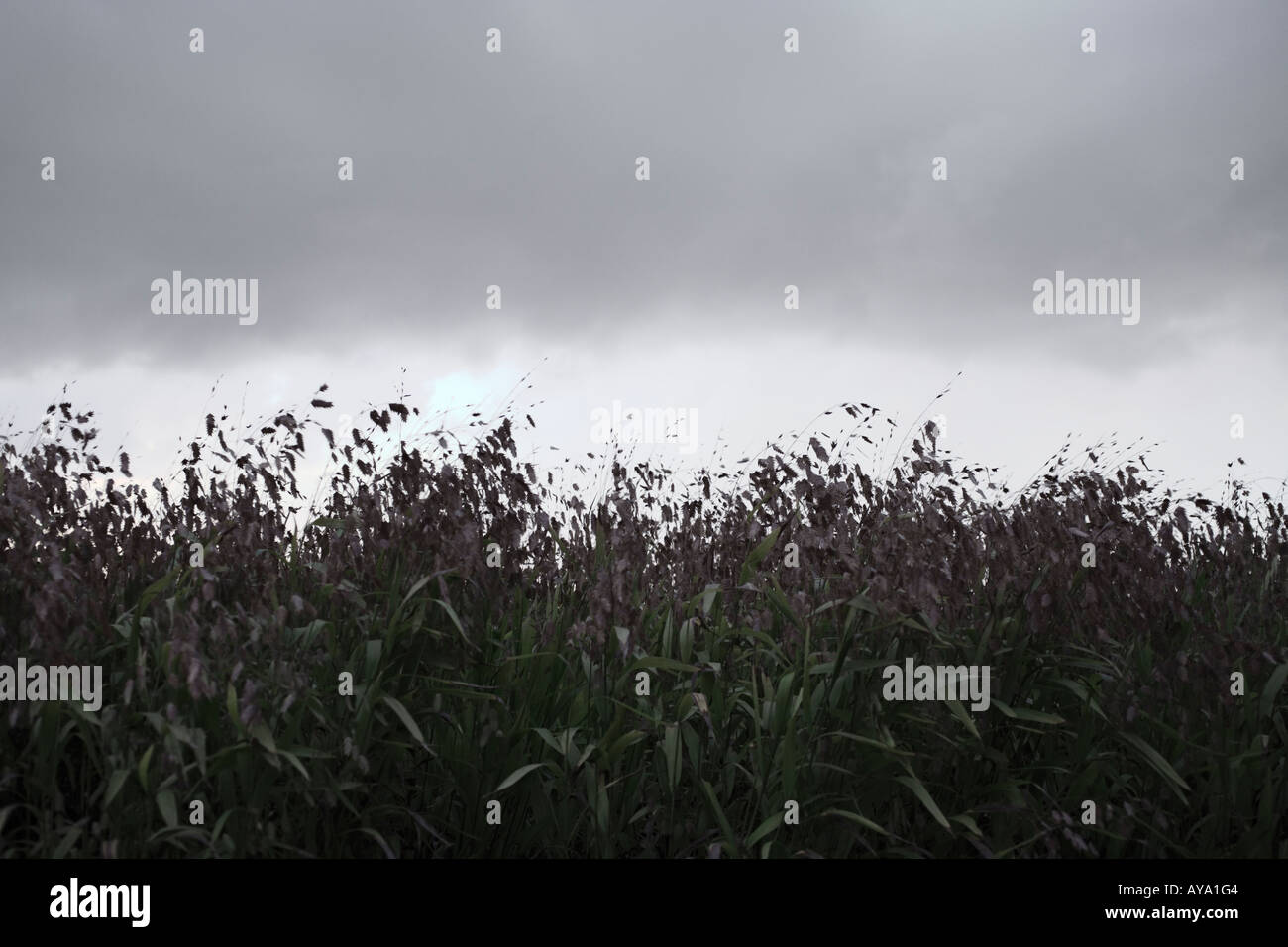 Erba Reed vicino al Fiume Hudson Riverside Park Manhattan New York City Foto Stock