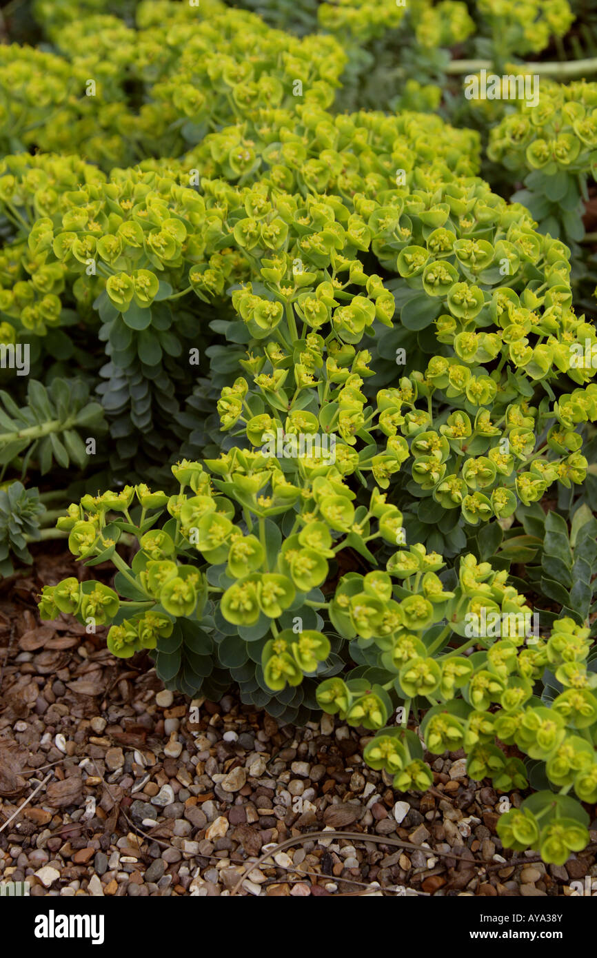 Euphorbia myrsinites, Euphorbiaceae, Sud Est Europa Foto Stock