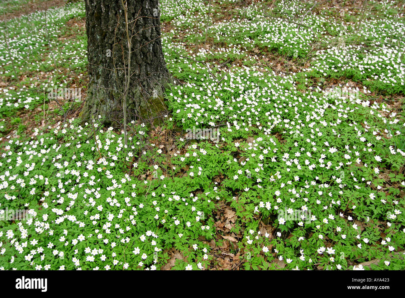 Anemoni di legno Foto Stock