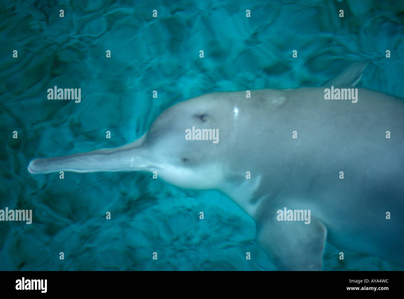 Cina Wuhan Captive in via di estinzione Yangtze River Dolphin Lipotes vexillifer nuota nel serbatoio un Istituto di idrologia Foto Stock