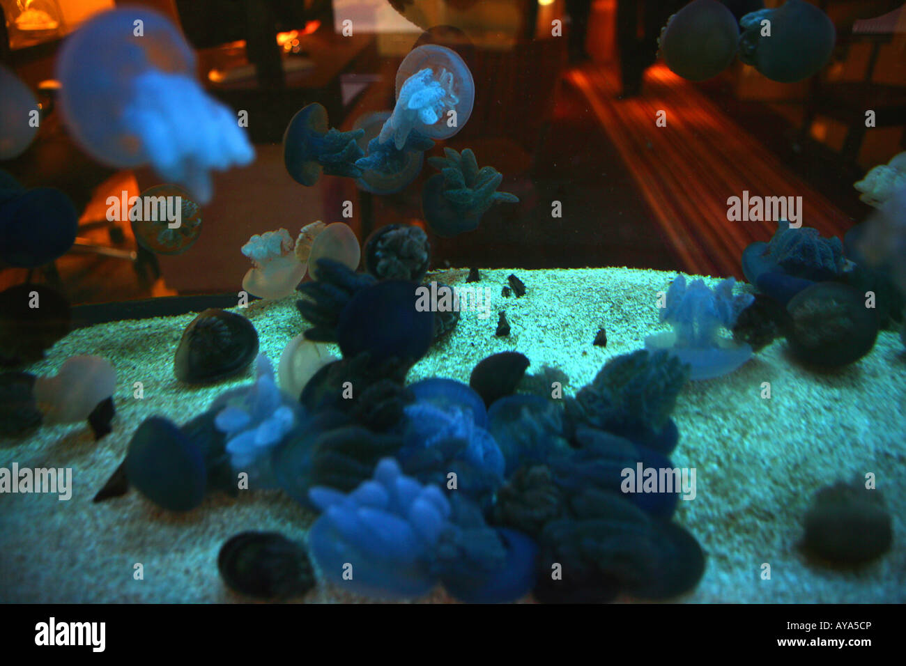 Jelly fish in un acquario Foto Stock