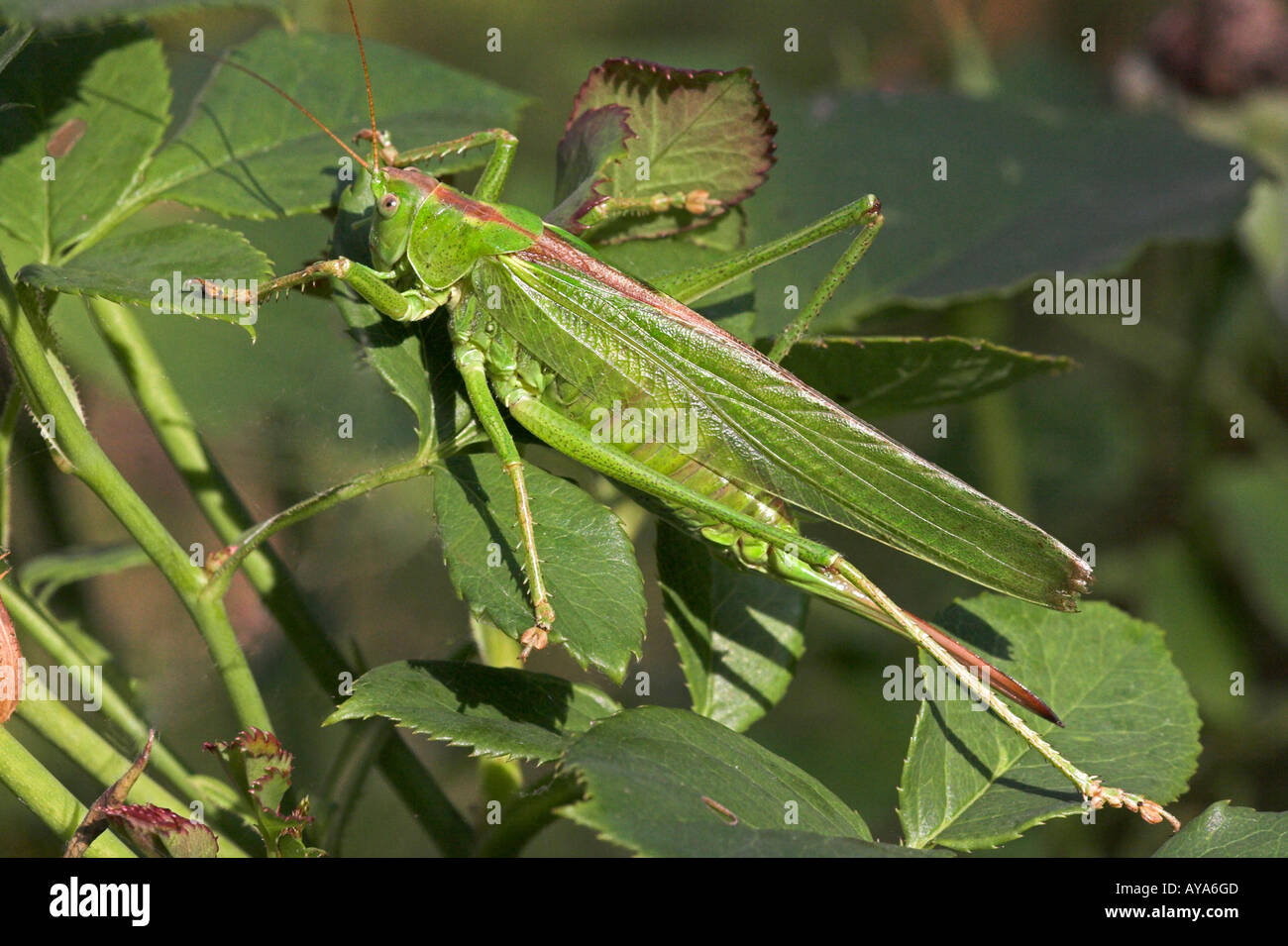 Grande macchia verde-cricket Tettigonia viridissima Foto Stock