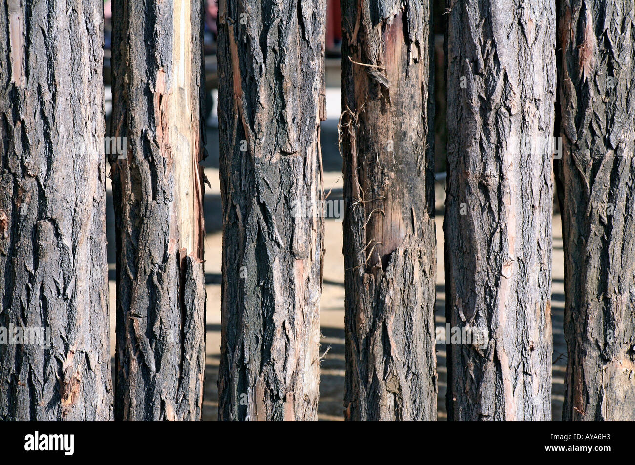 Palizzata in legno Foto Stock