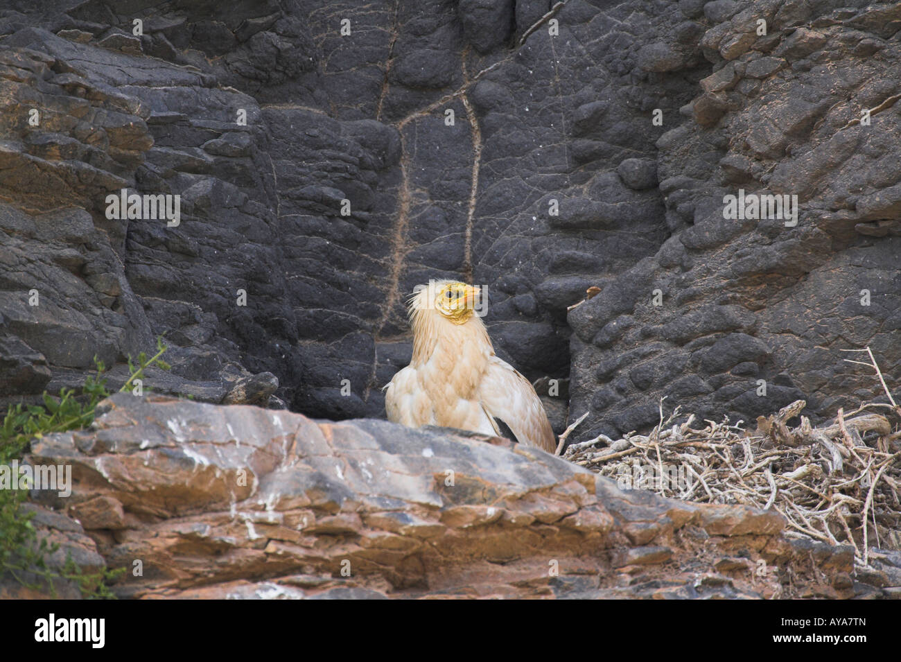 Capovaccaio Neophron percnopterus seduta sul nido sulla scogliera faccia a Fuerteventura in aprile. Foto Stock