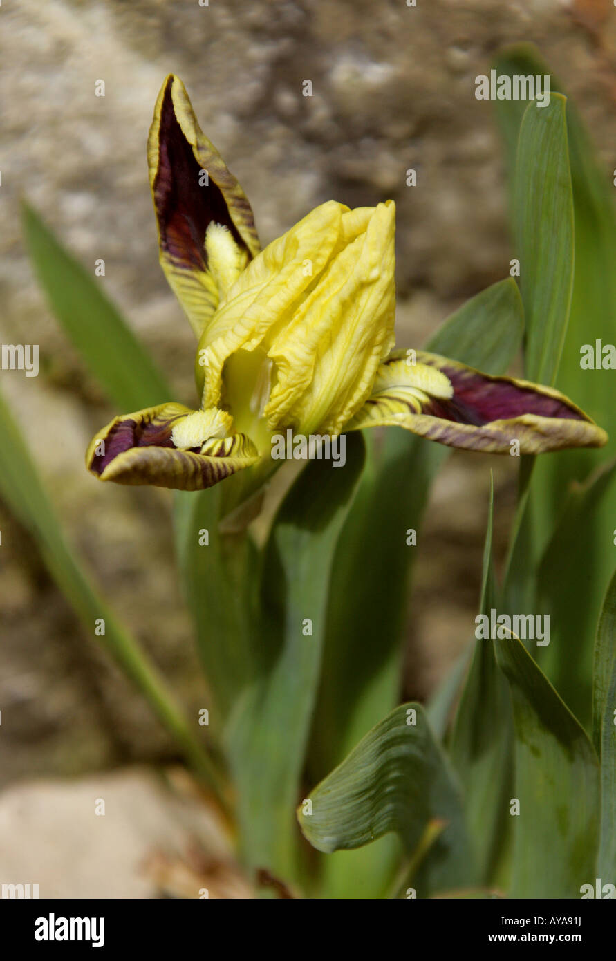 Iris pseudopumila Iridaceae Italia Sud Est Europa Foto Stock