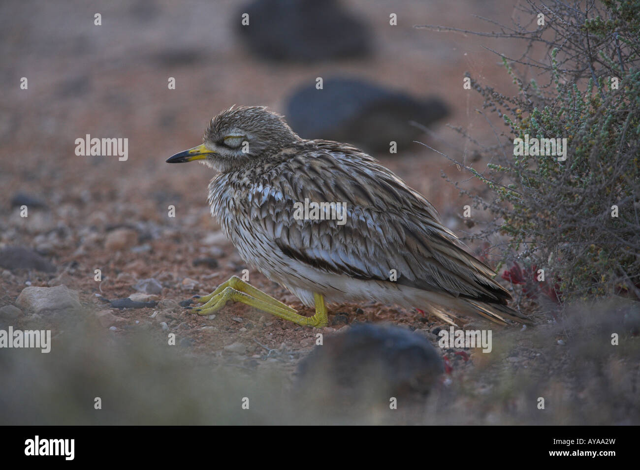 Stone Curlew Burhinus oedicnemus seduto sulle ginocchia, sono ' appollaiati con gli occhi chiusi al crepuscolo a Fuerteventura in marzo. Foto Stock
