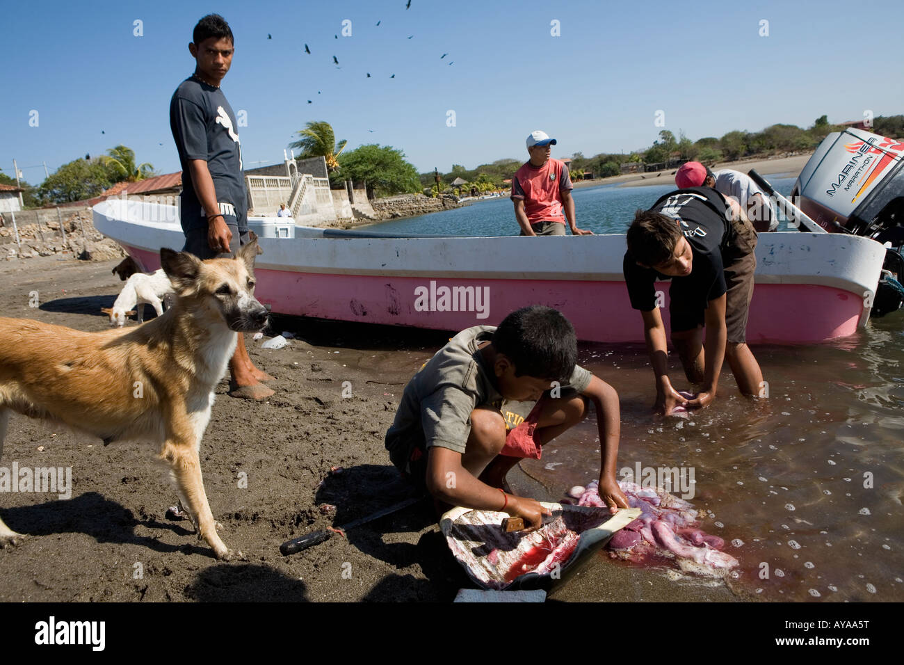 I ragazzi di pulizia tartaruga di mare cani piacerebbe shell sarà venduto per ornamento Las Penitas costa del Pacifico del Nicaragua Foto Stock