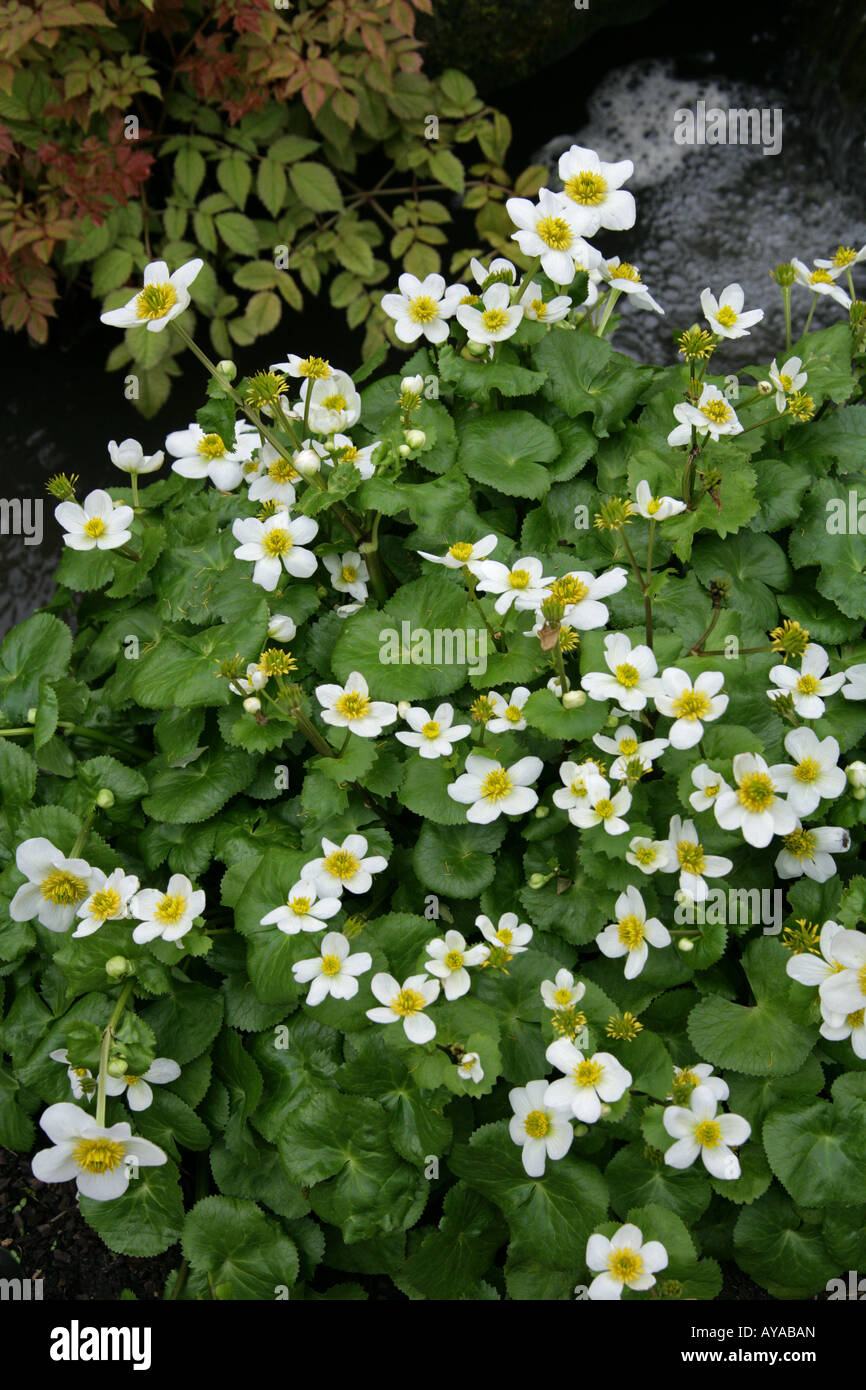 Caltha palustris var himalayensis himalensis. Una Palude Bianca Calendula dall'Himalaya Foto Stock