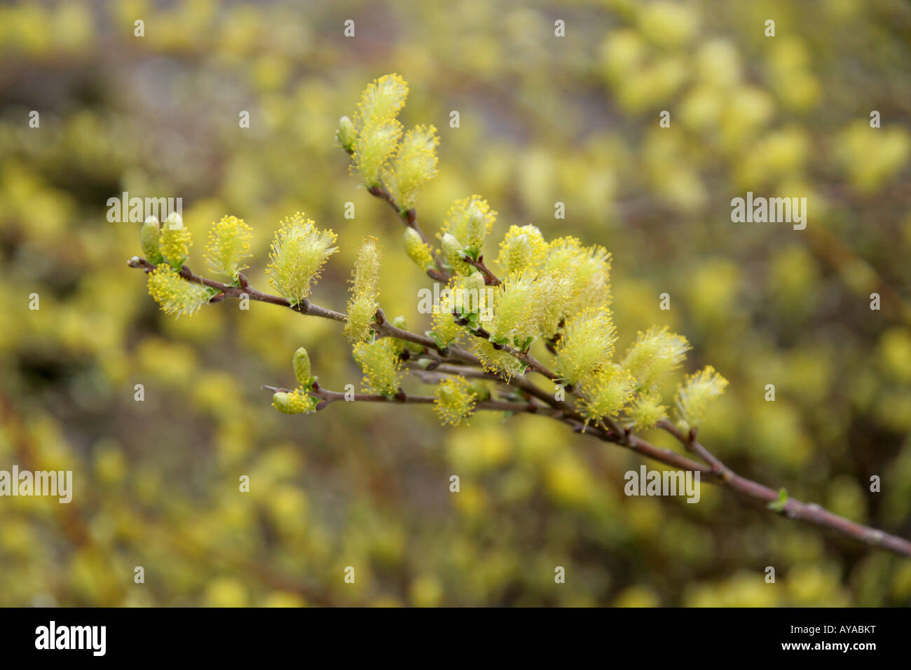 Creeping Willow amenti, Salix repens, Irideae, Salicaceae Foto Stock