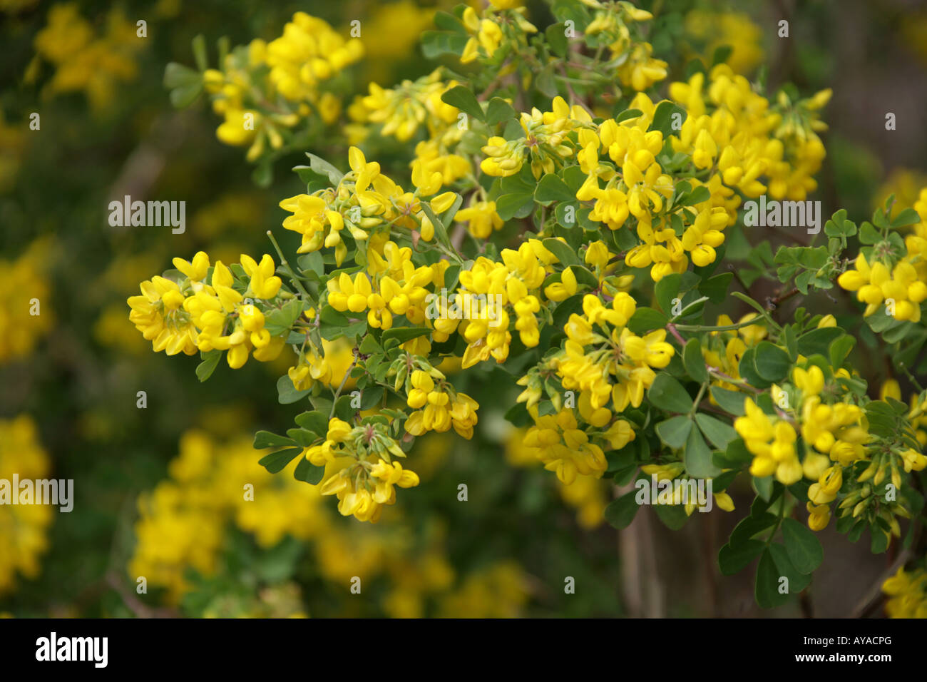 Mediterraneo, Crownvetch Coronilla glauca, Fabaceae, Sud Est Europa Foto Stock