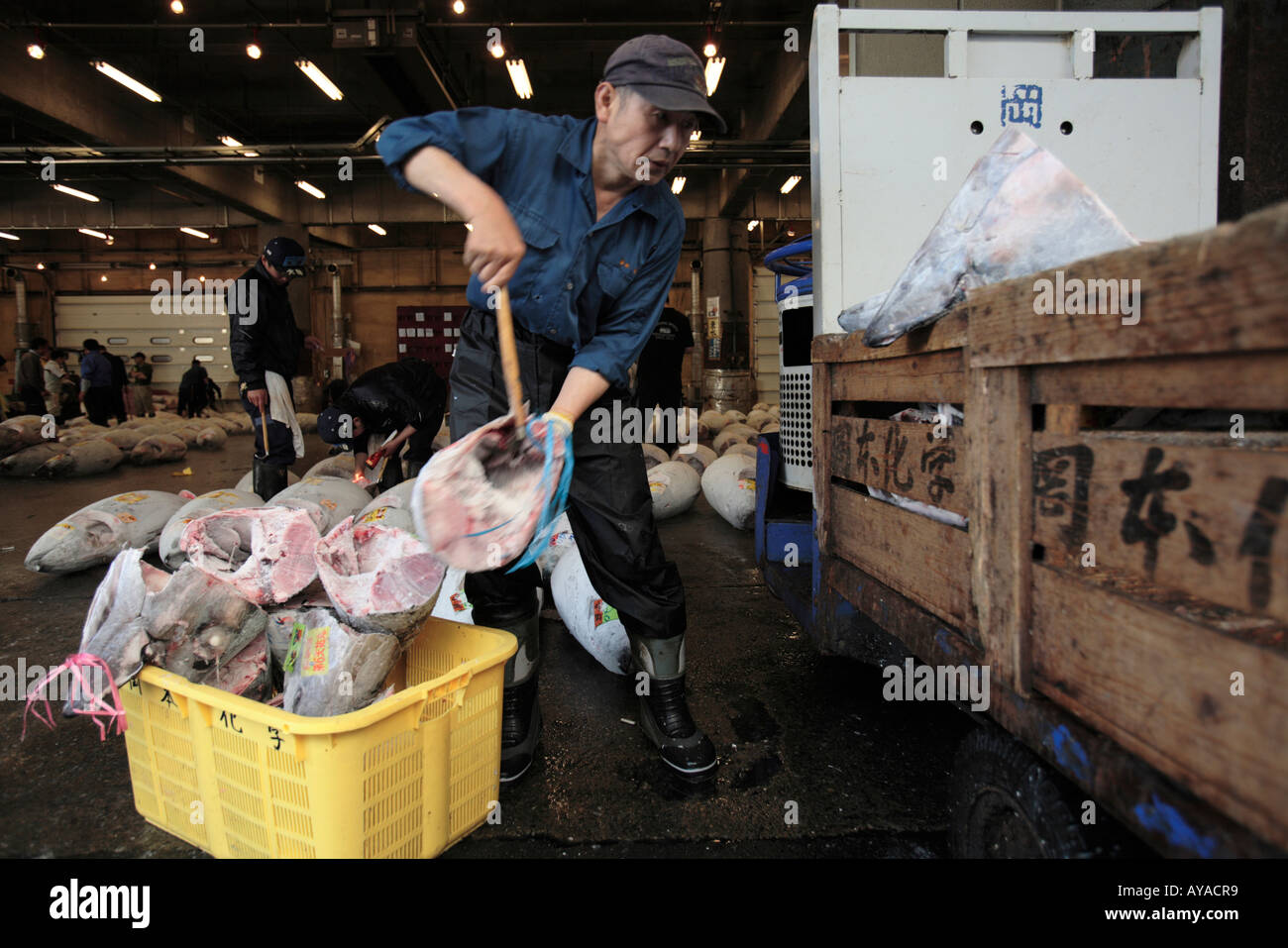 Asia Tokyo Giappone uomo traina tonno congelato testine a Tsikuju Mercato del pesce prima dell'alba Foto Stock