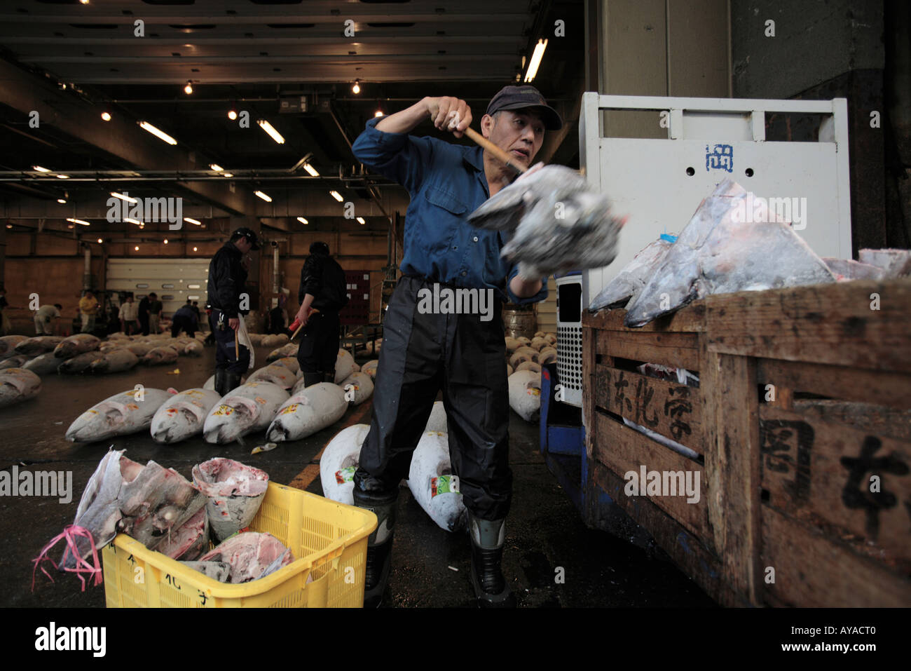 Asia Tokyo Giappone uomo traina tonno congelato testine a Tsikuju Mercato del pesce prima dell'alba Foto Stock