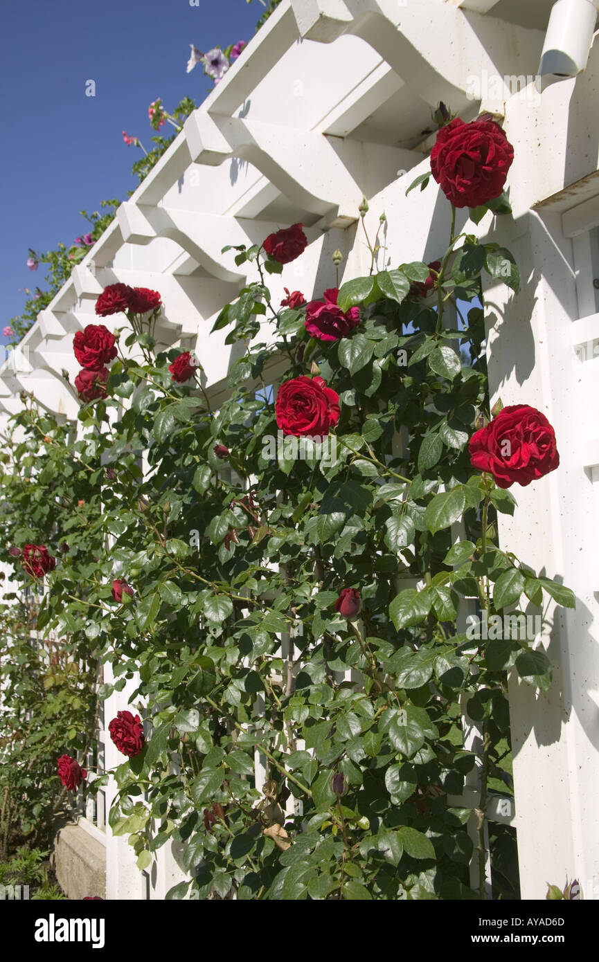 Red rose rampicanti ai Giardini Butchart Victoria British Columbia Canada Foto Stock