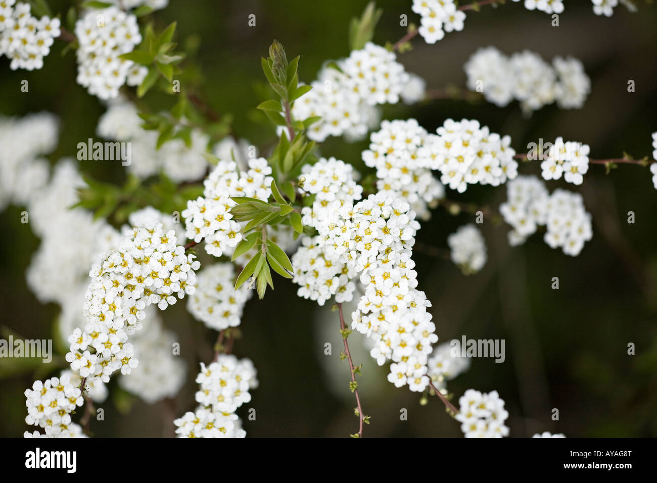 Spiraea x cinerea Grefsheim fioritura in primavera Foto Stock