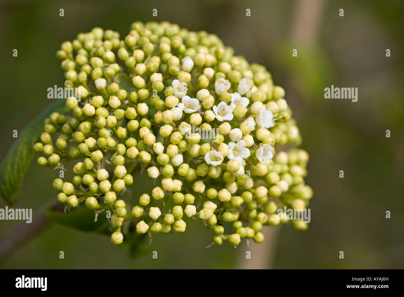 Viburnum plicatum in primavera Foto Stock