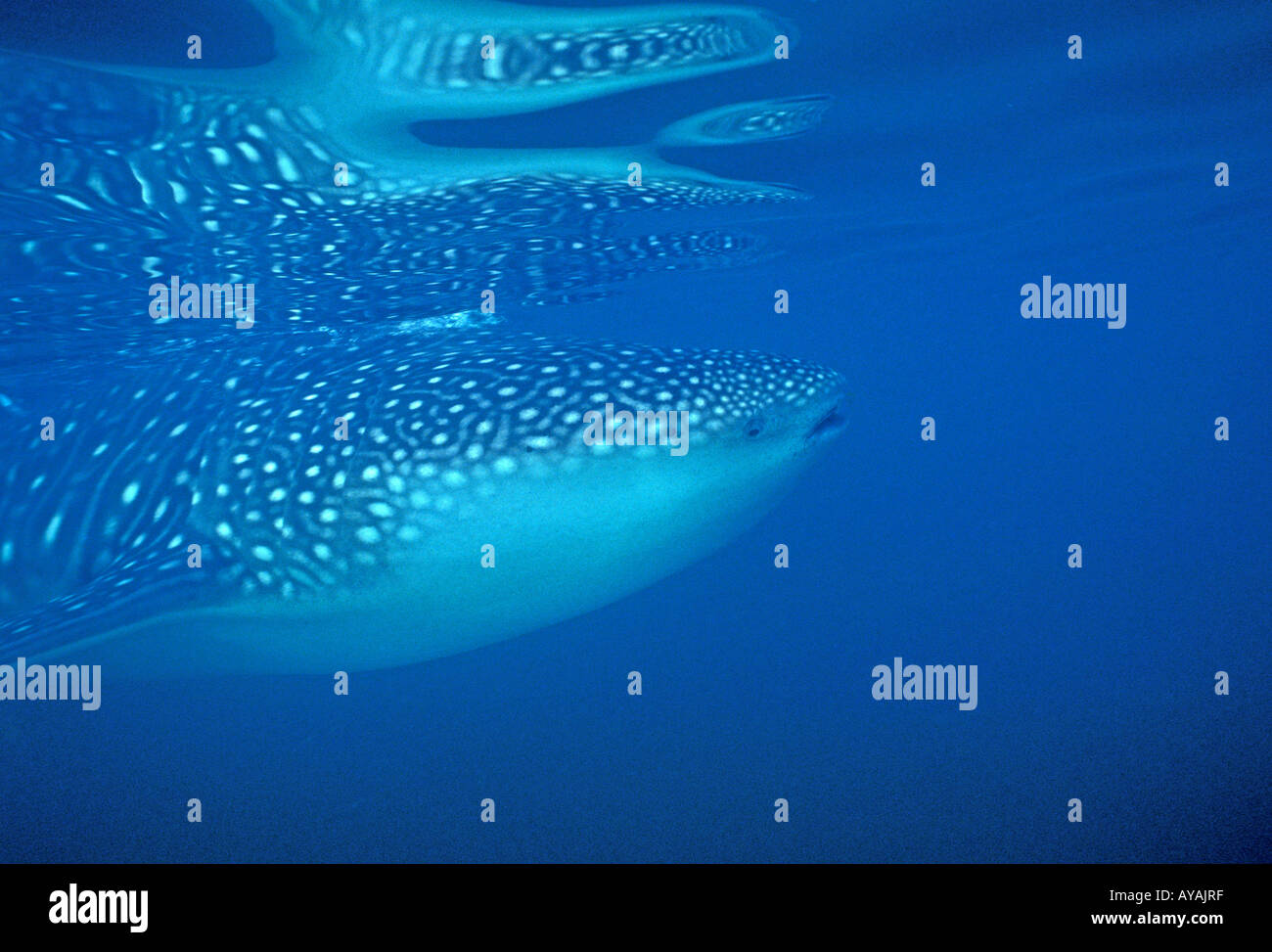 Subacquea squalo balena nuoto Foto Stock