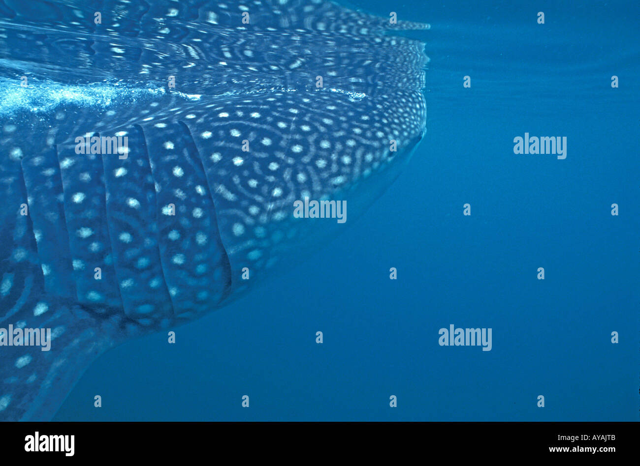 Squalo Balena nuoto sott'acqua appena sotto la superficie Rhincodon typus Foto Stock