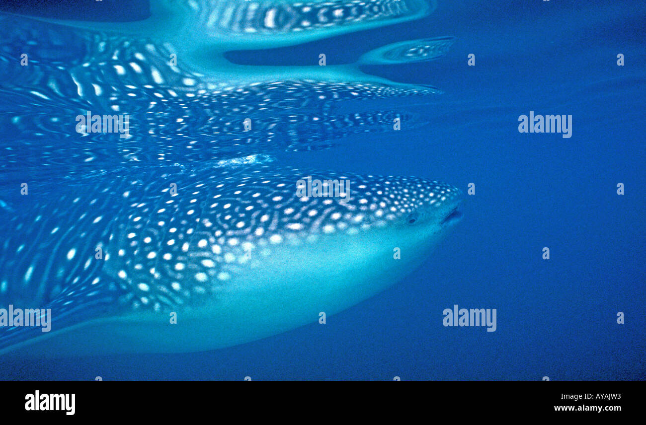 Tropici subacquea squalo balena nuoto Foto Stock