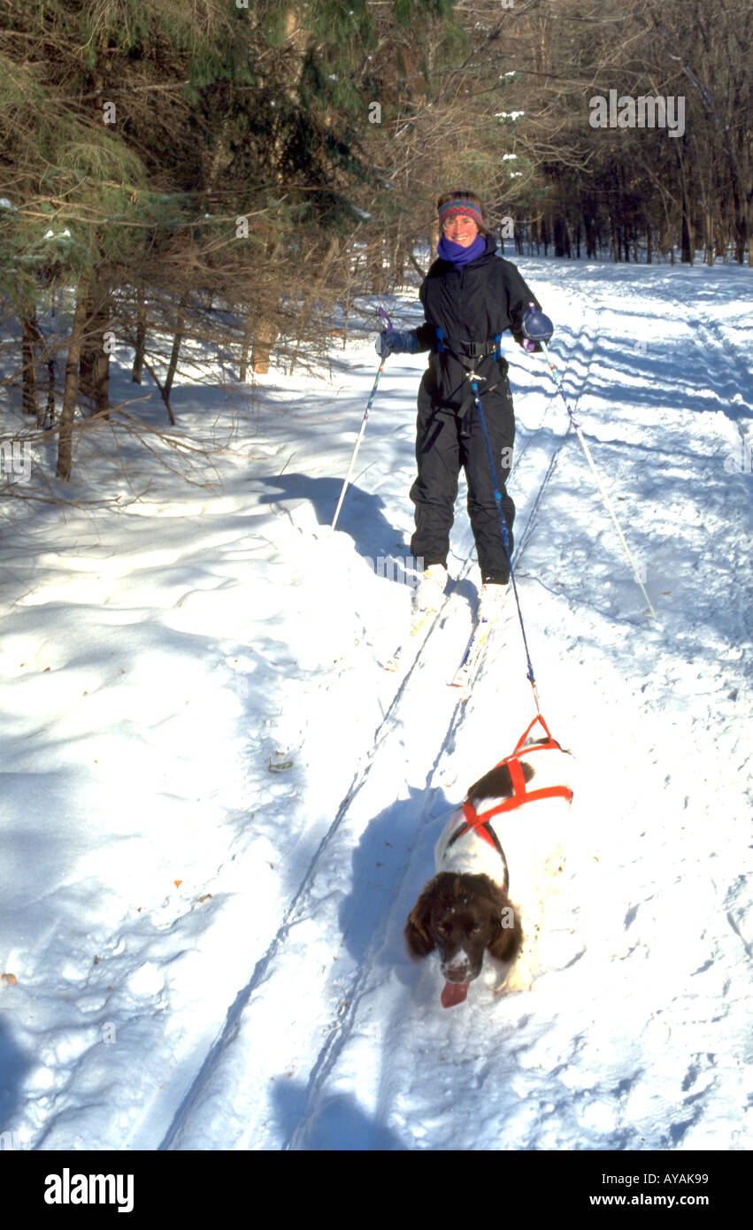 Donna età 33 e cane lo sci è chiamato skijoring a Crosby parco riserva naturale. St Paul Minnesota USA Foto Stock