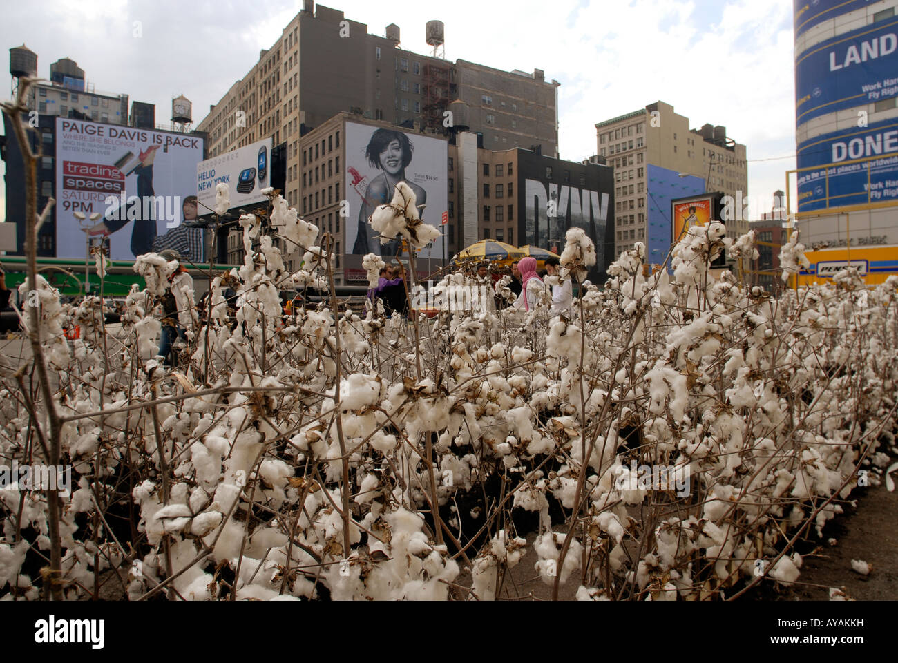 Campo di cotone piantati su Houston Street nel quartiere di NYC di Soho Foto Stock