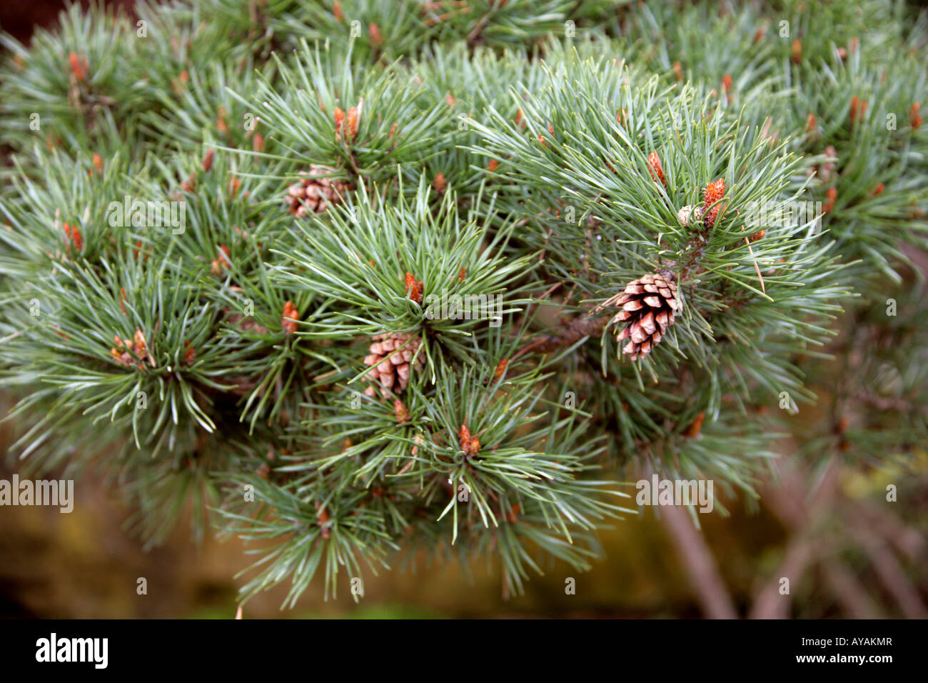 Pino silvestre Pinus sylvestris 'Beuvronensis' Pinaceae. Una specie di albero di pino nativo dell Europa e Asia Foto Stock