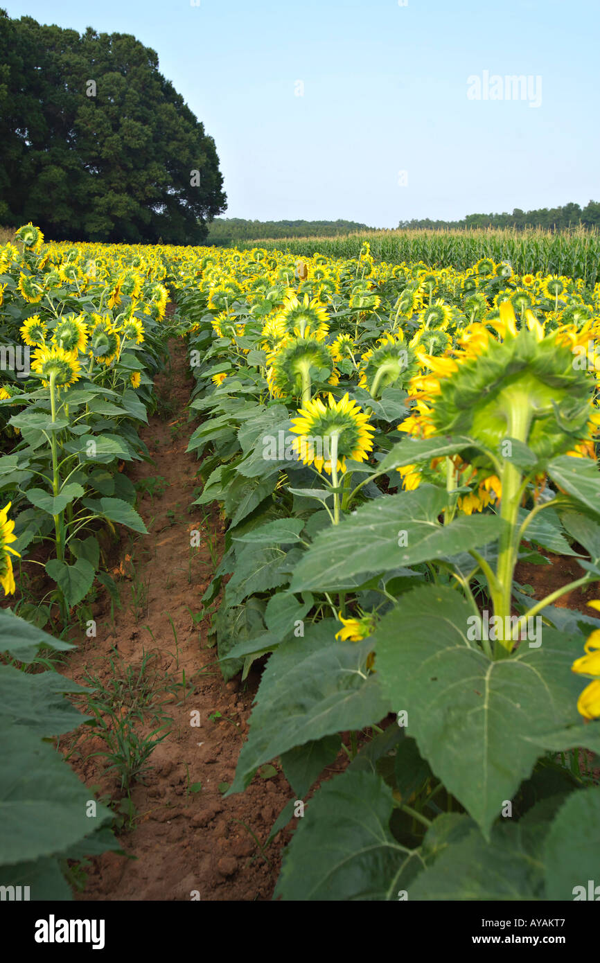 CAROLINA DEL SUD ROCK HILL campo luminoso giallo dei girasoli rivolto lontano in un pubblico colomba campo in Carolina del Sud Foto Stock