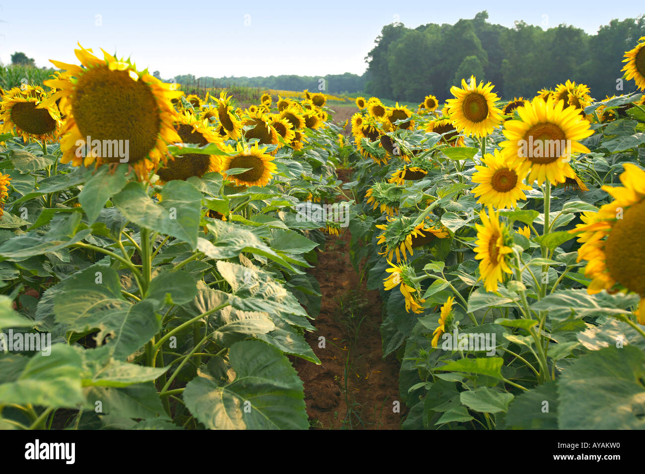 Stati Uniti d'America Sud Carolina ROCK HILL campo luminoso giallo dei girasoli coltivati a mais in un pubblico colomba campo in Carolina del Sud Foto Stock