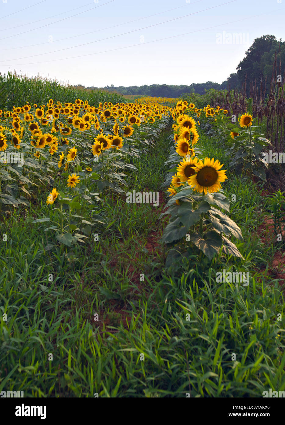 CAROLINA DEL SUD ROCK HILL campo luminoso giallo dei girasoli coltivati a mais in un pubblico colomba campo in Carolina del Sud Foto Stock