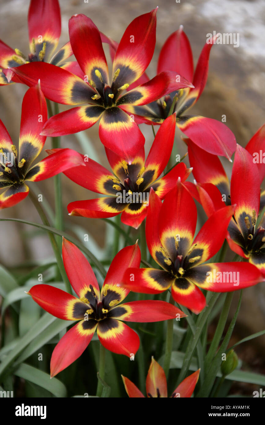 Tulipano selvatico Tulipa orphanidea Liliacee Sud Est Europa la Turchia Caucaso Foto Stock