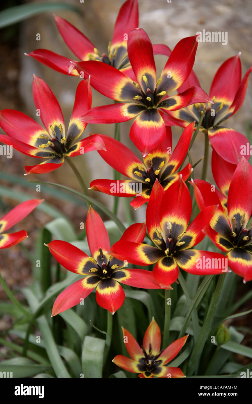 Tulipano selvatico Tulipa orphanidea Liliacee Sud Est Europa la Turchia Caucaso Foto Stock