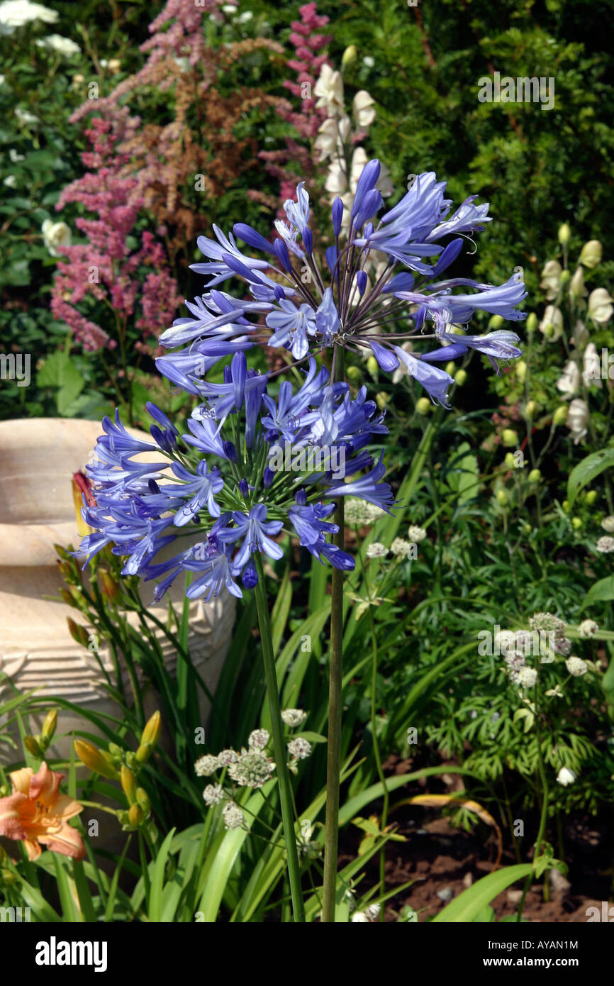 RHS Flower Show Blu fiore Agapanthus african lilly Foto Stock
