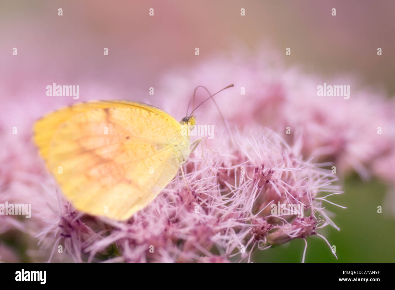 Farfalla di zolfo Foto Stock
