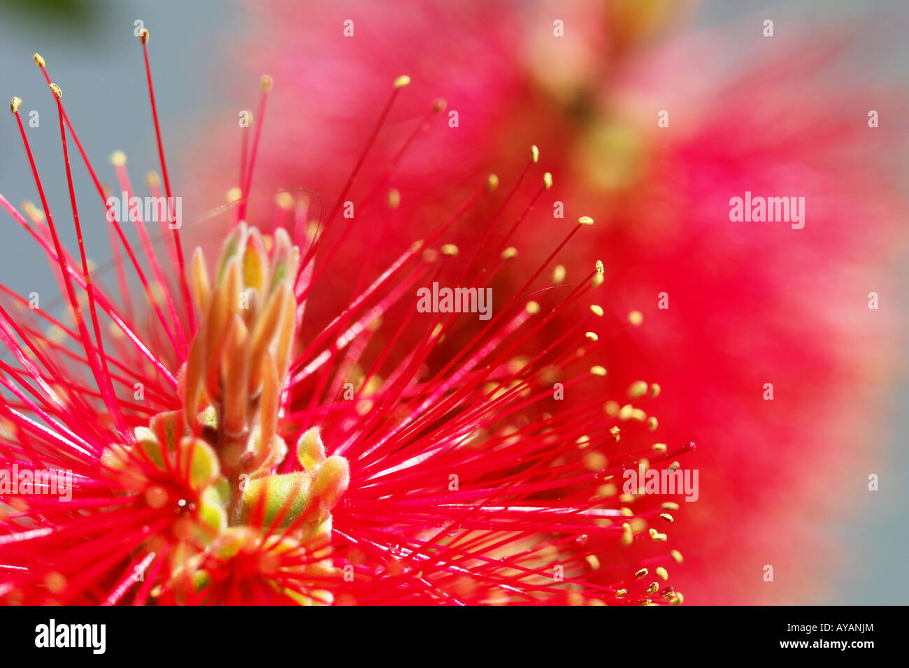 Dettaglio di un fiore rosso Foto Stock