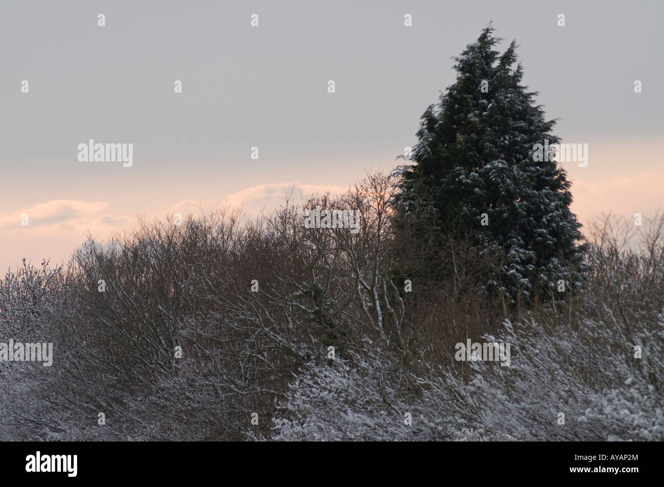 Un nevoso terreni boscosi scena (15) Inghilterra, Regno Unito Foto Stock