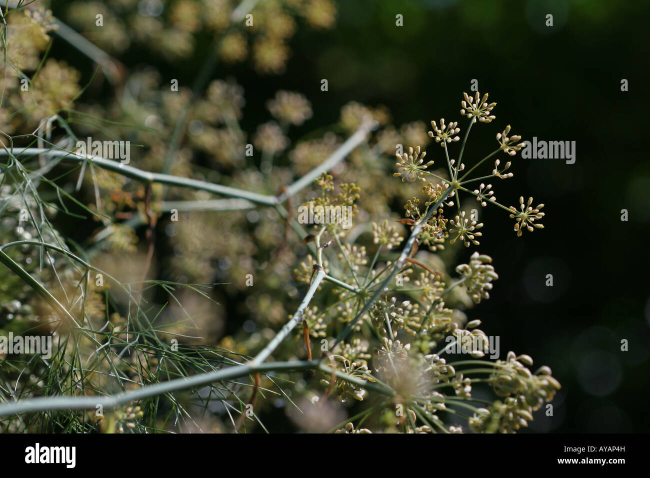 Il finocchio seedheads caricato con appena sceso le gocce di pioggia Foto Stock