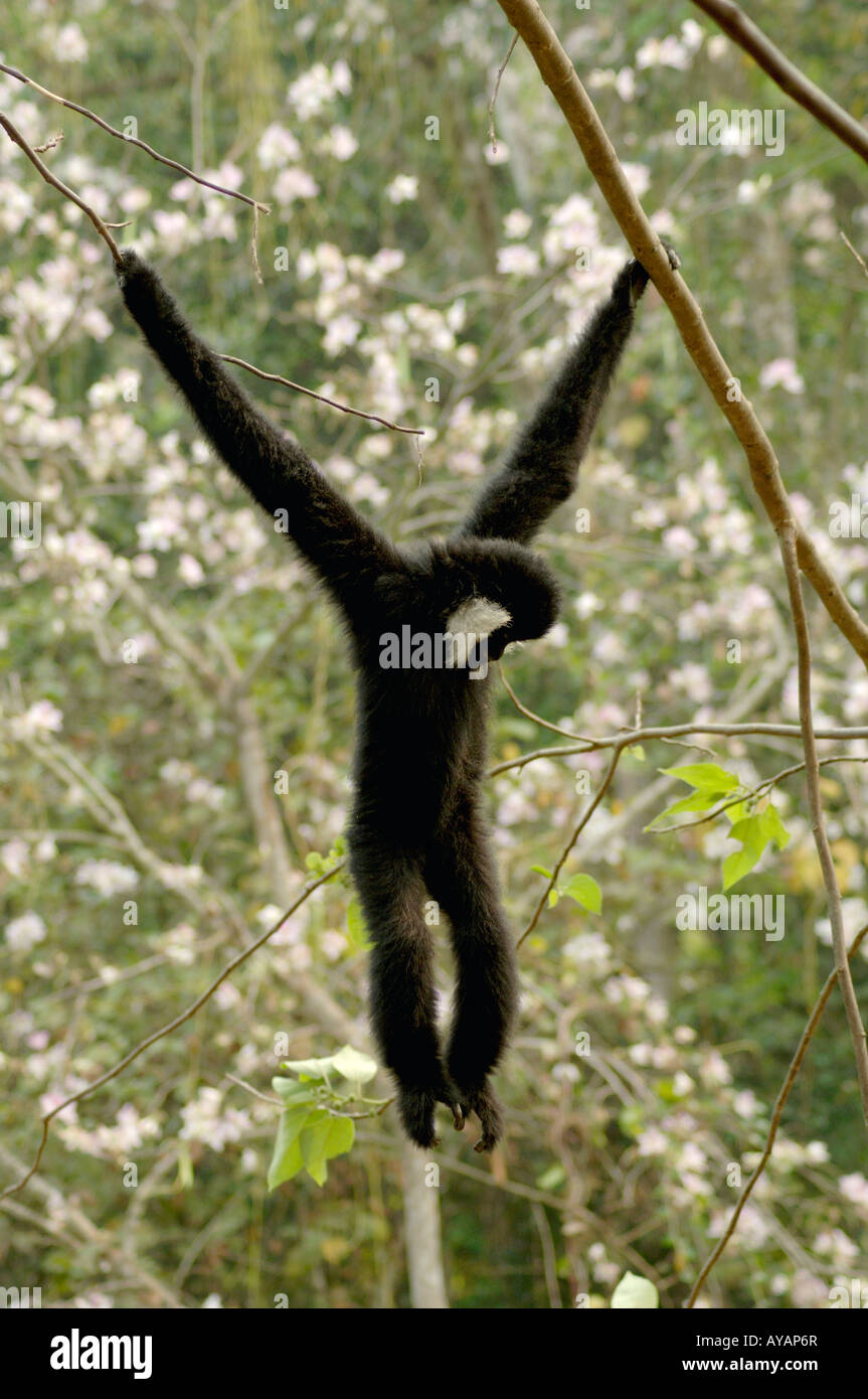 Bianco cinese cheeked gibbone Hylobates leucigenys con bracci sovradimensionati e gancio come dita, Yunnan in Cina Foto Stock