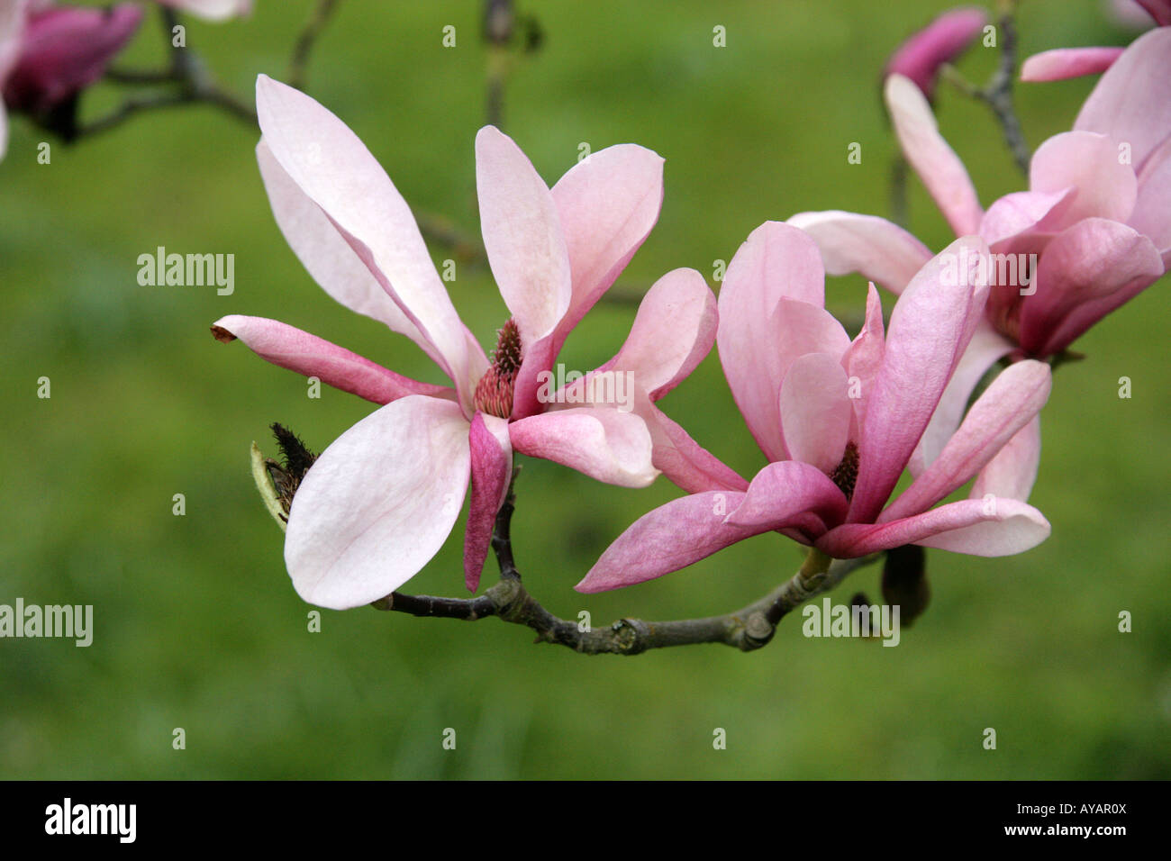 Magnolia 'Galaxy', della Magnoliacee Foto Stock