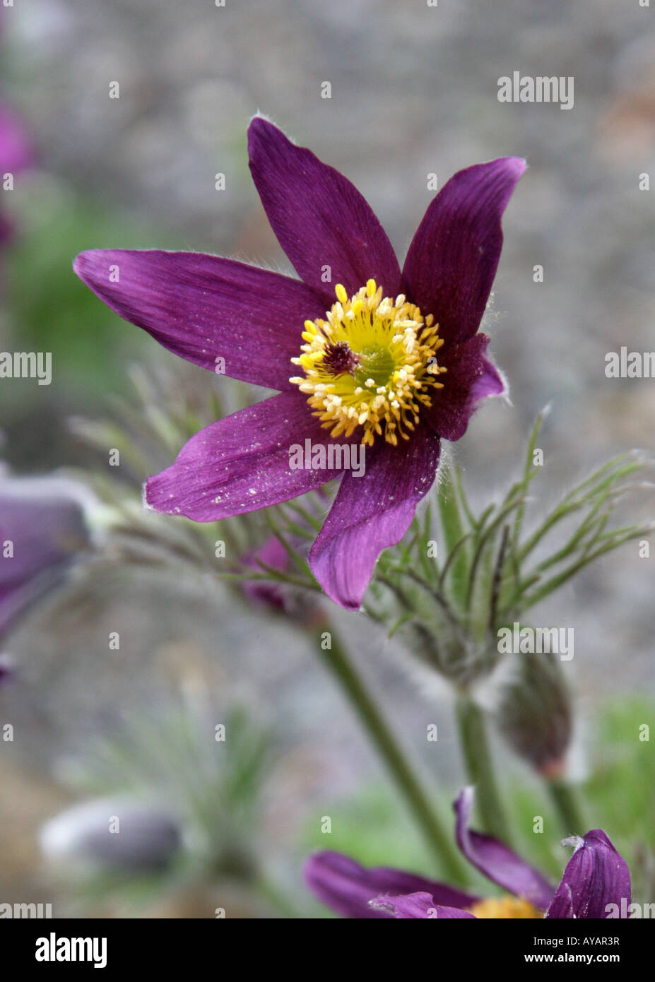 Unione "Pasque Flower Pulsatilla vulgaris Anemoneae Foto Stock