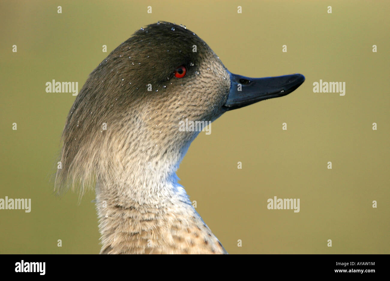 Sollevate colpo alla testa di un nasello di Patagonia crested duck Foto Stock