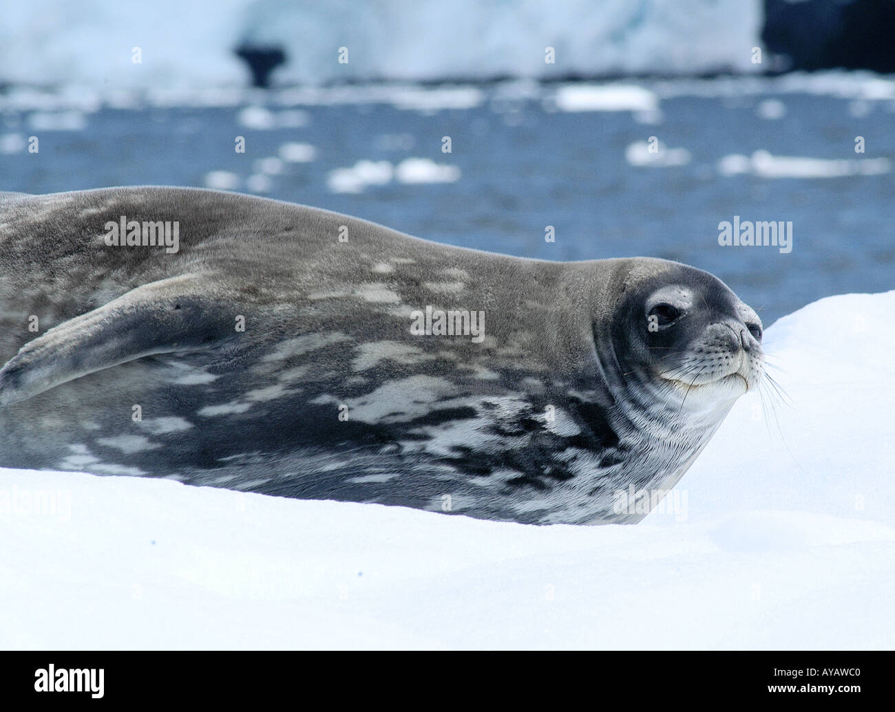 La guarnizione di Weddell una delle guarnizioni più grandi in Antartide Foto Stock